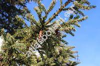 Picea glauca (Moench) Voss (Pinus glauca Moench, Picea albertiana Brown, Picea canadensis (Michx.) Link.)