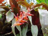 Aechmea victoriana Sm. (Aechmea capixabae Sm., Lamprococcus victorianus (Sm.) Sm. et Kress)