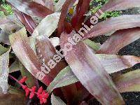 Aechmea victoriana Sm. (Aechmea capixabae Sm., Lamprococcus victorianus (Sm.) Sm. et Kress)