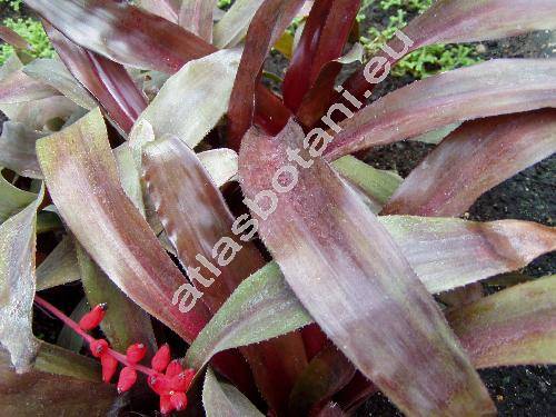 Aechmea victoriana Sm. (Aechmea capixabae Sm., Lamprococcus victorianus (Sm.) Sm. et Kress)