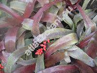 Aechmea victoriana Sm. (Aechmea capixabae Sm., Lamprococcus victorianus (Sm.) Sm. et Kress)