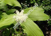 Maianthemum racemosum (L.) Link (Smilacina racemosa (L.) Desf., Maianthemum racemosum subsp. amplexicaule (Nutt.) LaFrankie, Convallaria ciliata (Desf.)  Poir.,  Vagnera retisa Raf.)