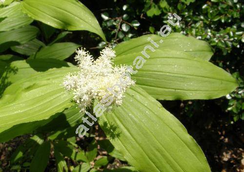 Maianthemum racemosum (L.) Link (Smilacina racemosa (L.) Desf., Maianthemum racemosum subsp. amplexicaule (Nutt.) LaFrankie, Convallaria ciliata (Desf.)  Poir.,  Vagnera retisa Raf.)
