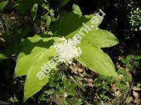 Maianthemum racemosum (L.) Link (Smilacina racemosa (L.) Desf., Maianthemum racemosum subsp. amplexicaule (Nutt.) LaFrankie, Convallaria ciliata (Desf.)  Poir.,  Vagnera retisa Raf.)