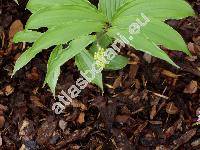 Maianthemum racemosum (L.) Link (Smilacina racemosa (L.) Desf., Maianthemum racemosum subsp. amplexicaule (Nutt.) LaFrankie, Convallaria ciliata (Desf.)  Poir.,  Vagnera retisa Raf.)