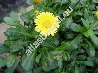 Chrysanthemum segetum L. (Glebionis segetum (L.) Fourr., Xanthophthalmum segetum (L.) Schultz-Bip., Pyrethrum segetum (L.) Moench)