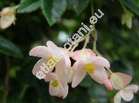 Begonia fuchsoides Hook. (Begonia fuchsoides var. miniata (Planch. et Lind.) DC.)