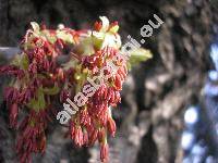 Acer negundo L. (Negundo aceroides Moench, Negundo fraxinifolium Nutt.)