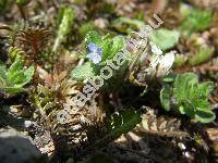 Veronica hederifolia L. (Veronica hederifolia agg.)