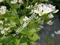 Cardamine amara L.