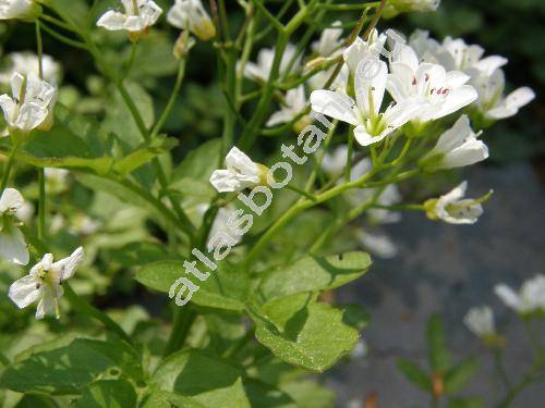 Cardamine amara L.