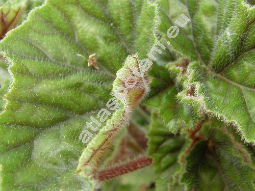Begonia incarnata Link et Otto (Begonia metallica Smith.)