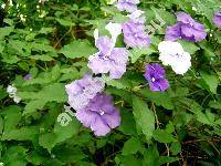 Brunfelsia pauciflora (Cham. et Schltdl.) Benth. (Brunfelsia pauciflora var. calycina (Benth.) Schmidt, Brunfelsia calycina Benth., Franciscea macrantha Lem., Franciscea calycina (Benth.) Miers)