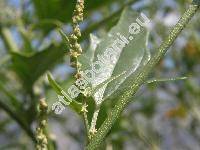 Atriplex sagittata Borkh. (Atriplex acuminata Waldst. et Kit., Atriplex hortensis subsp. nitens (Schkuhr) Pons, Atriplex nitens Schkuhr-illegitim.)