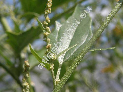 Atriplex sagittata Borkh. (Atriplex acuminata Waldst. et Kit., Atriplex hortensis subsp. nitens (Schkuhr) Pons, Atriplex nitens Schkuhr-illegitim.)