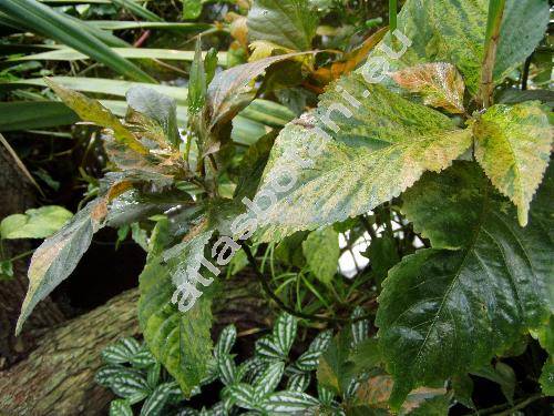 Acalypha wilkesiana (Acalypha wilkesiana Mll. Arg., Ricinocarpus)