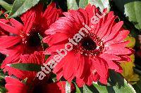 Gerbera x hybrida