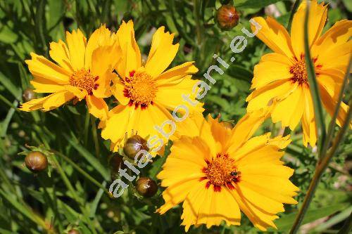 Coreopsis basalis Blake (Coreopsis basalis (Dietr.) Blake, Coreopsis drummondii (Don) Torr. et Gray)