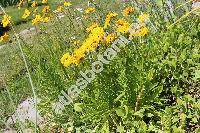 Coreopsis basalis Blake (Coreopsis basalis (Dietr.) Blake, Coreopsis drummondii (Don) Torr. et Gray)