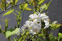 Solanum jasminoides (Solanum jasminoides Paxt., Solanum laxum Spreng.)
