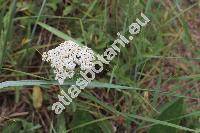 Achillea collina Schur ex Nym. (Achillea collina (Beck. ex Rchb. f.) Heim., Achillea collina var. pannonica (Scheele) Beck, Achillea millefolium subsp. collina (Beck. ex Rchb.) Weiss)