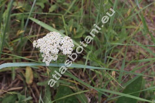 Achillea collina Schur ex Nym. (Achillea collina (Beck. ex Rchb. f.) Heim., Achillea collina var. pannonica (Scheele) Beck, Achillea millefolium subsp. collina (Beck. ex Rchb.) Weiss)