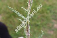 Achillea collina Schur ex Nym. (Achillea collina (Beck. ex Rchb. f.) Heim., Achillea collina var. pannonica (Scheele) Beck, Achillea millefolium subsp. collina (Beck. ex Rchb.) Weiss)