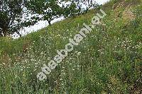 Achillea collina Schur ex Nym. (Achillea collina (Beck. ex Rchb. f.) Heim., Achillea collina var. pannonica (Scheele) Beck, Achillea millefolium subsp. collina (Beck. ex Rchb.) Weiss)