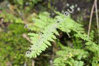 Cystopteris fragilis (L.) Bernh. (Aspidium fragile (L.) Swartz, Polypodium fragile L.)