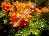 Crossandra 'Fortuna'