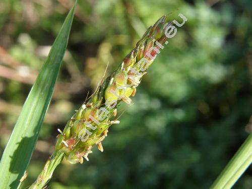 Sorghum bicolor (L.) Moench (Agrostis nigricans (Ruiz et Pav.) Poir., Holcus cernuus Willd., Andropogon compactus Brot., Panicum caffrorum Retz.)