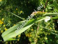 Sorghum bicolor (L.) Moench (Agrostis nigricans (Ruiz et Pav.) Poir., Holcus cernuus Willd., Andropogon compactus Brot., Panicum caffrorum Retz.)