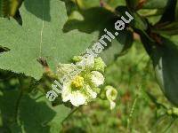 Bryonia dioica Jacq. (Bryonia cretica subsp. dioica (Jacq.) Tutin)