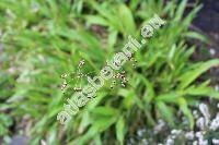 Luzula sylvatica (Huds.) Gaud. (Juncus sylvaticus Huds., Luzula maxima (Reich.) DC.)