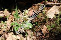 Platanthera bifolia (L.) Rich. (Platanthera bifolia subsp. laxiflora (Drejer) Lojtn., Orchis bifolia L, Gymnadenia bifolia Meyer)