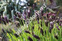 Sesleria heufleriana Schur