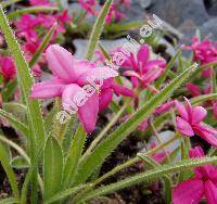 Rhodohypoxis baurii 'Douglas'