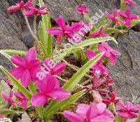 Rhodohypoxis baurii 'Douglas'