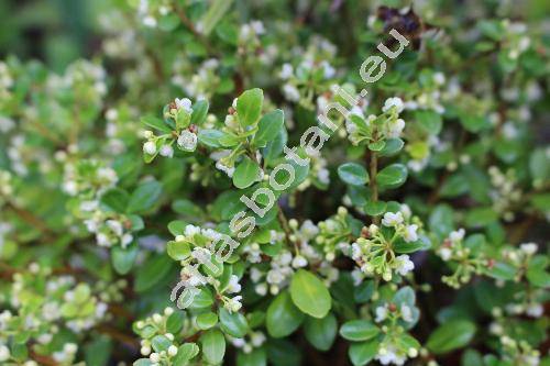 Ilex crenata 'Microphylla'