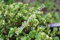 Ilex crenata 'Microphylla'