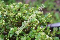 Ilex crenata 'Microphylla'