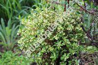 Ilex crenata 'Microphylla'