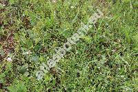 Arenaria serpyllifolia L. (Alsine serpyllifolia (L.) Crantz, Stellaria serpyllifolia (L.) Scop., Arenaria serpyllifolia agg.)