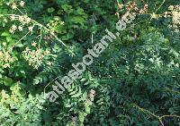 Peucedanum cervaria (L.) Lapeyr. (Selinum cervaria L., Ligusticum cervaria (L.) Vill., Athamantha cervaria (L.) L.)