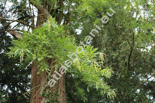 Taxodium distichum (L.) Rich. (Cupressus disticha L.)