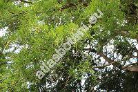 Taxodium distichum (L.) Rich. (Cupressus disticha L.)