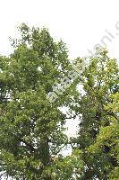 Taxodium distichum (L.) Rich. (Cupressus disticha L.)