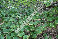 Hamamelis virginiana L.