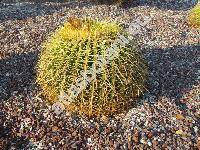 Echinocactus grusonii Hildm. (Echinocactus galeottii Scheidw., Echinocactus corynacanthus Scheidw.)