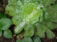 Aeonium cuneatum (Aeonium cuneatum Webb. et Berthel.)